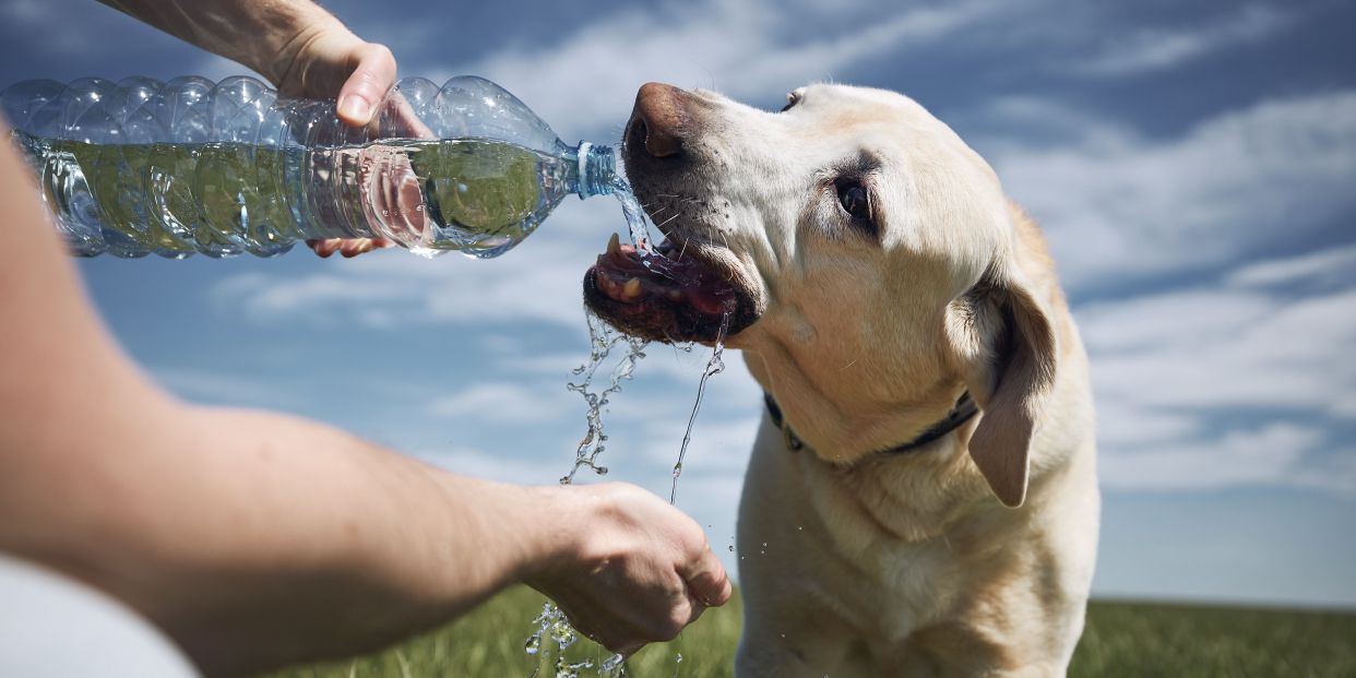 Cómo proteger a nuestros perros de las altas temperaturas