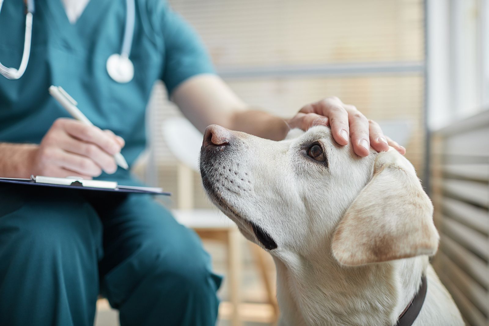 veterinario documentación perro