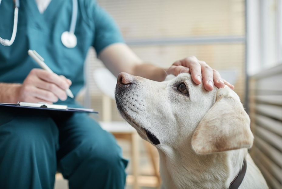 veterinario documentación perro