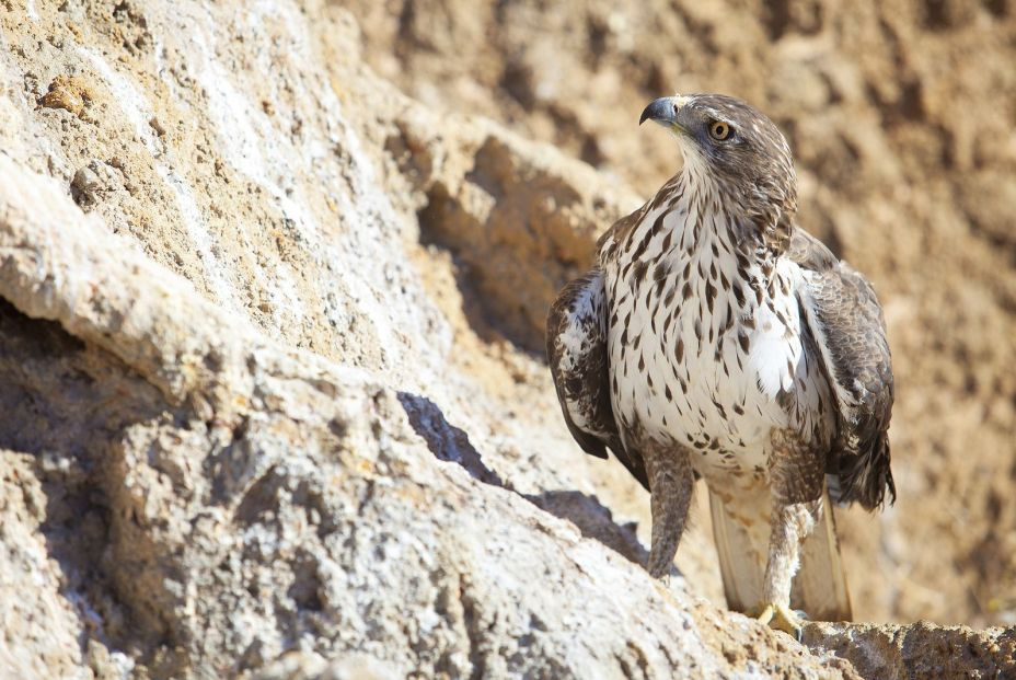 Águila culebrera. Foto: bigstock