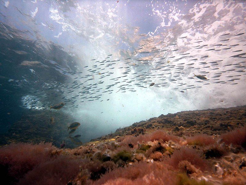 Cabo Tiñoso Foto Wikipedia 