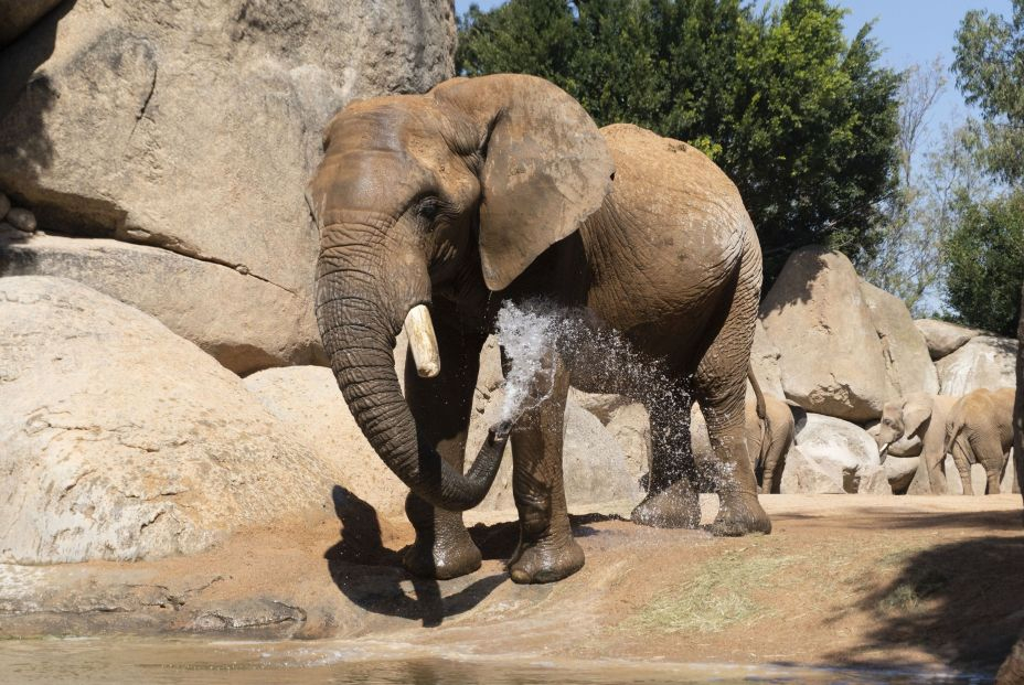 Las 3 especies de elefantes que existen se encuentran a punto de extinguirse, según WWF s