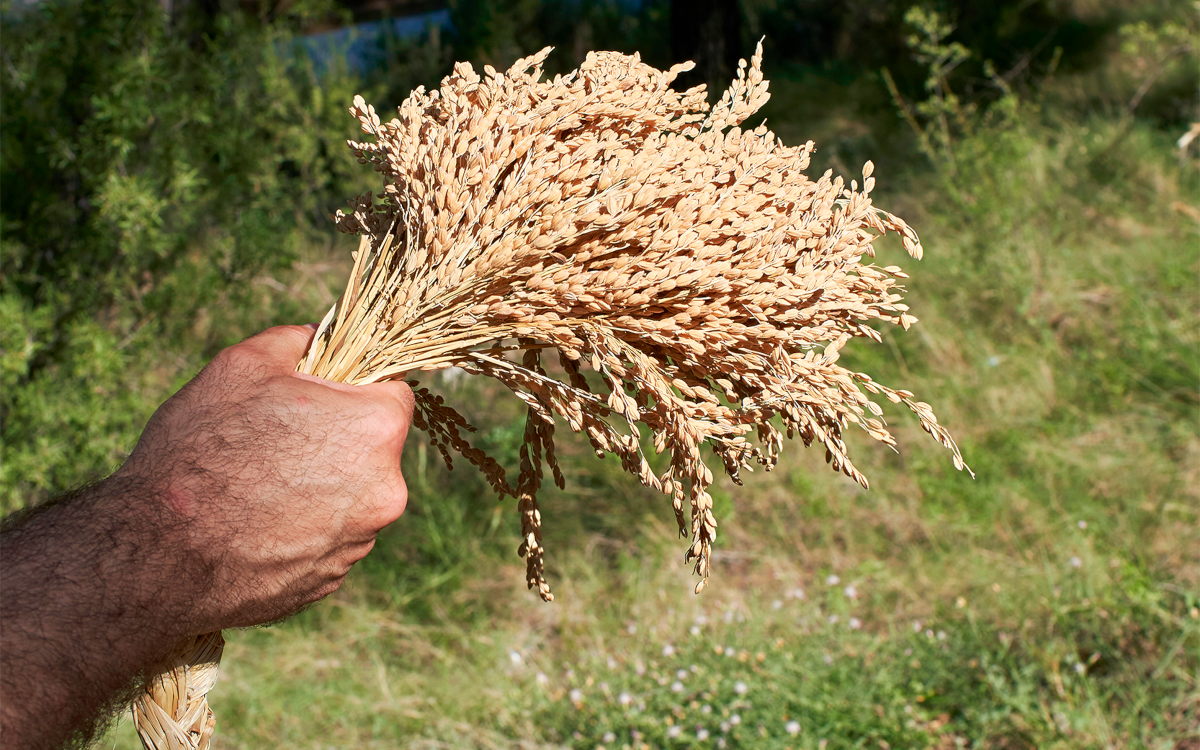 Arroz de Calasparra. Foto Murcia Turística