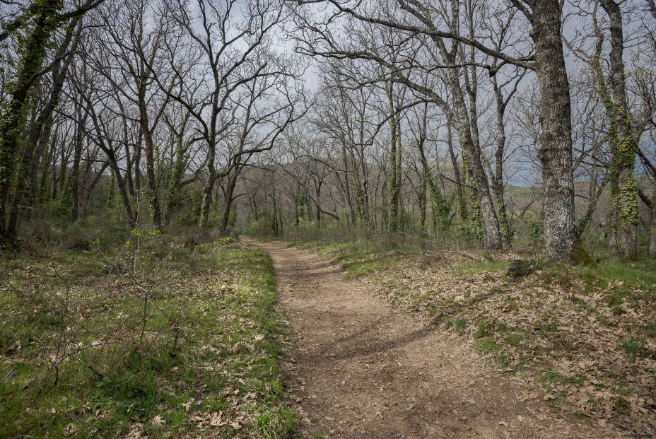 Así quedarán nuestros bosques en unos años por culpa del cambio climático