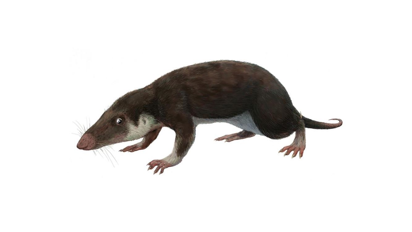 Así era el ancestro común de todos los mamíferos. Foto: Wikipedia