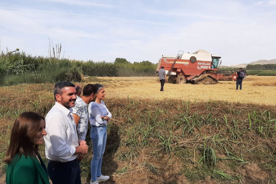 El consejero Antonio Luengo durante su visita a la siega de arroz de la DO Calasparra. Foto: CARM