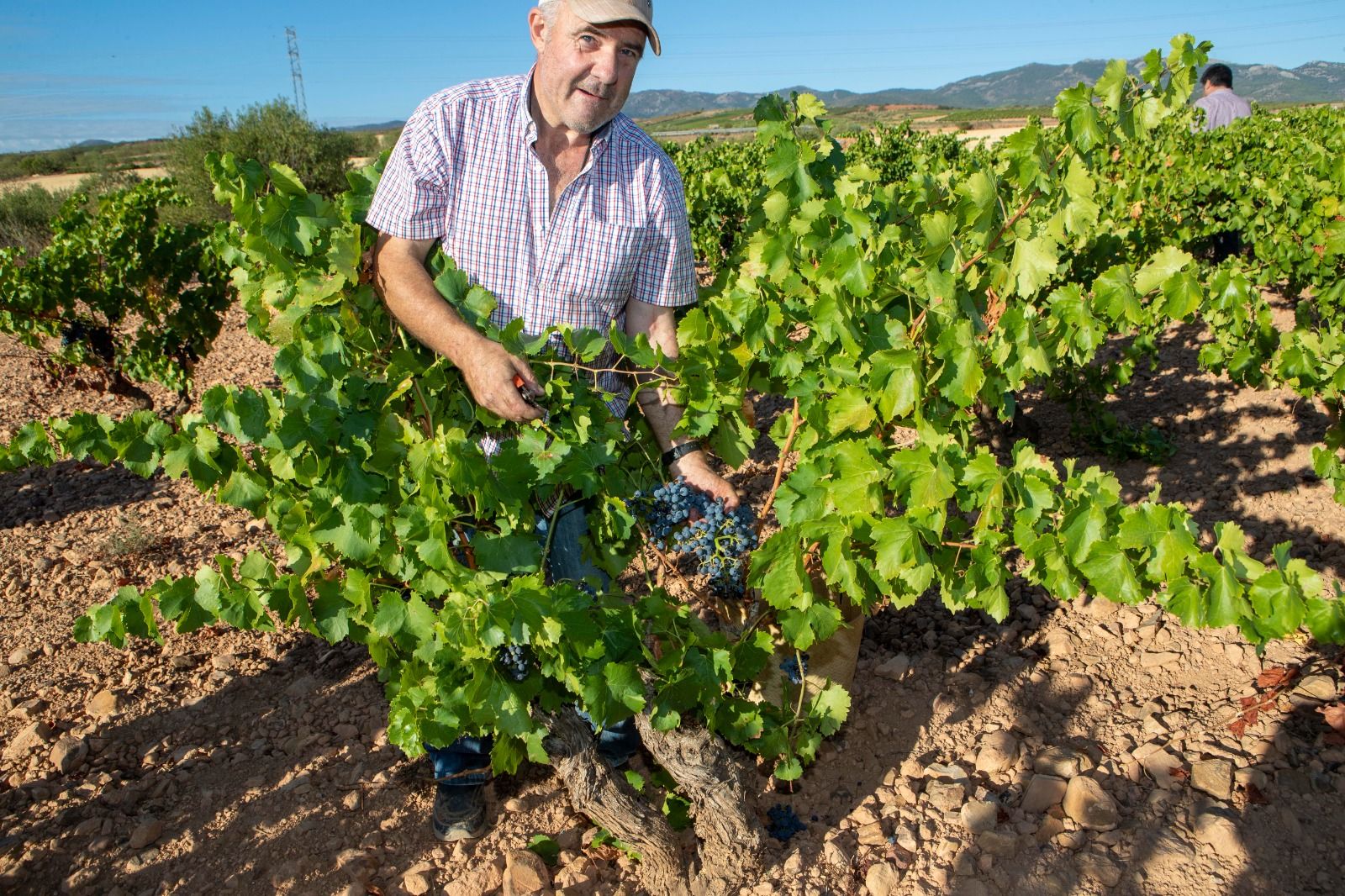 La Denominación Cariñena ha recogido más de 80 millones de kilos de uva en 2022 Foto: Cariñena