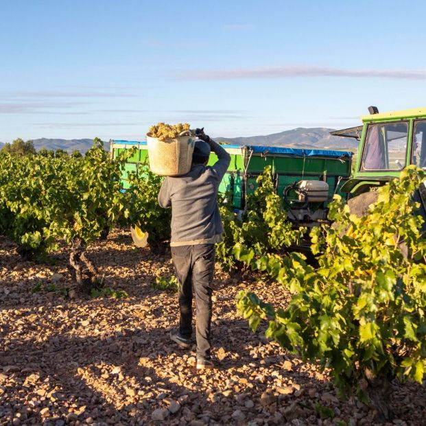 La Denominación Cariñena ha recogido más de 80 millones de kilos de uva en 2022 Foto: Cariñena