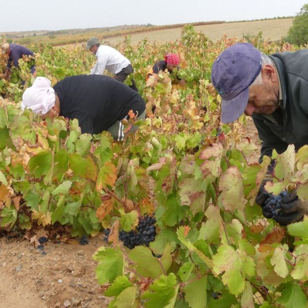 La Denominación Cariñena ha recogido más de 80 millones de kilos de uva en 2022 Foto: Cariñena