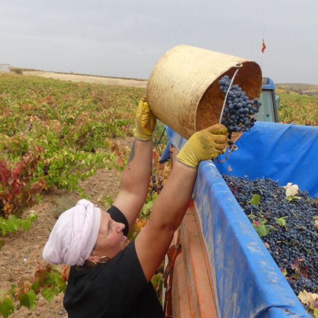 La Denominación Cariñena ha recogido más de 80 millones de kilos de uva en 2022 Foto: Cariñena