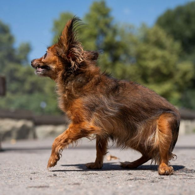 bigstock Funny Little Dog Outdoors On A 458844787