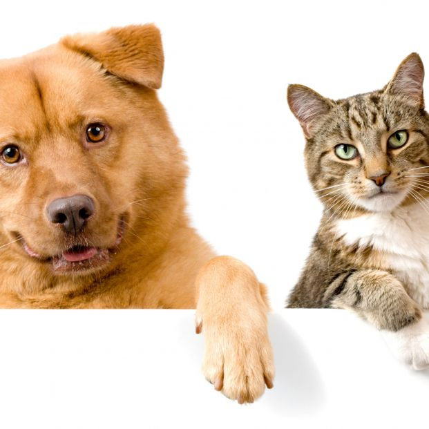 bigstock Dog And Cat Above White Banner 3391099