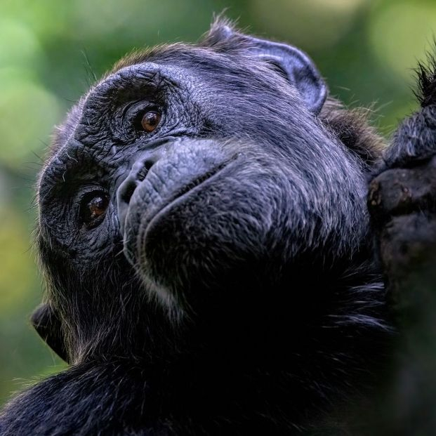 bigstock Adult Chimpanzee Pan Troglody 458742307