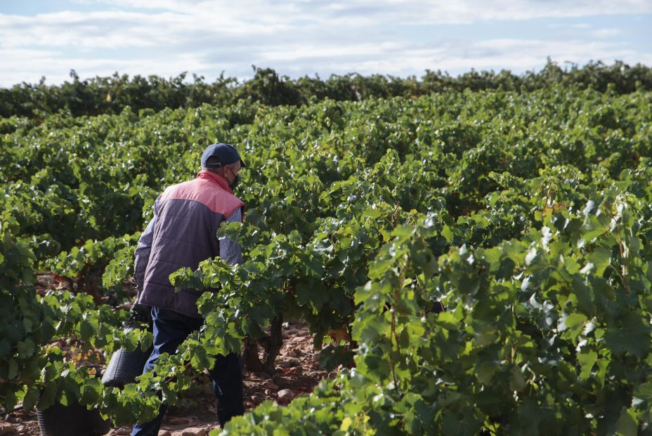 EuropaPress 3941383 vendimiador recoge uvas temporada vendimia 2021 vinedo familiar javier ruiz