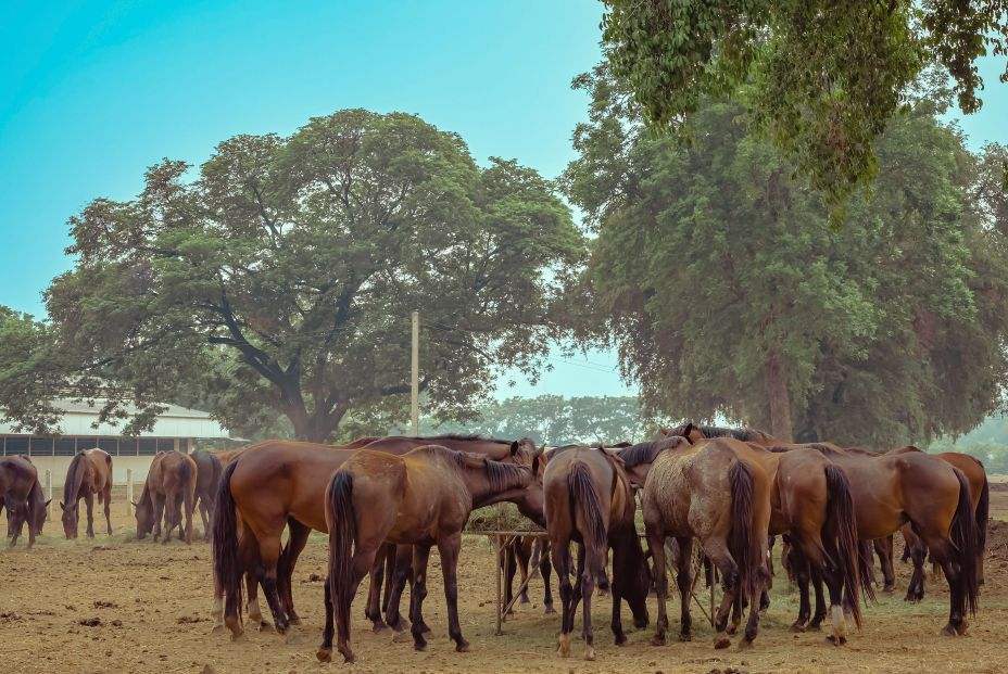 bigstock Horses Grazing In Field In Eve 464724521