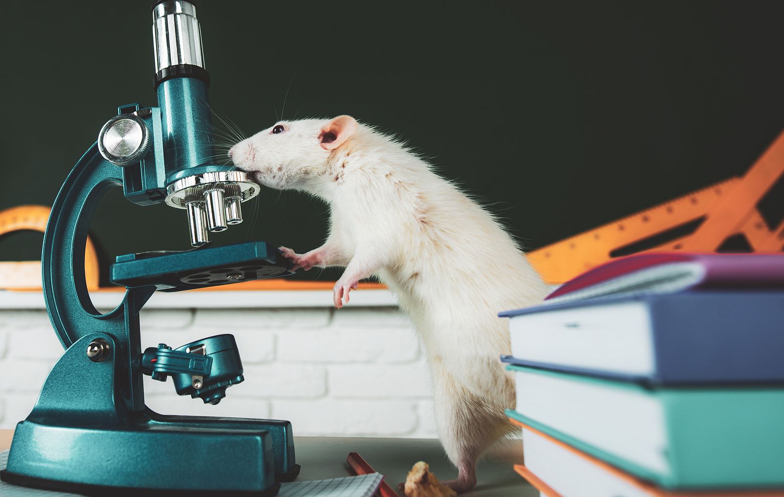 ¿El fin de las ratas de laboratorio?