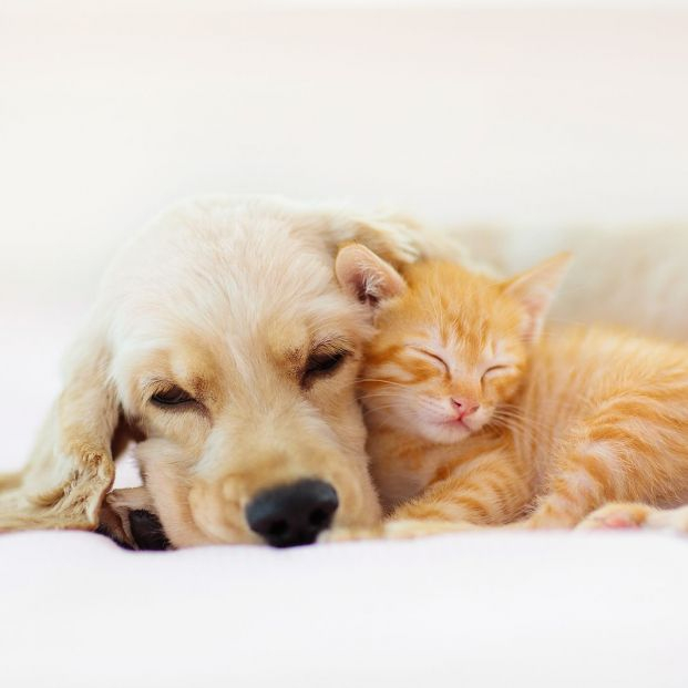 Perro y gato durmiendo