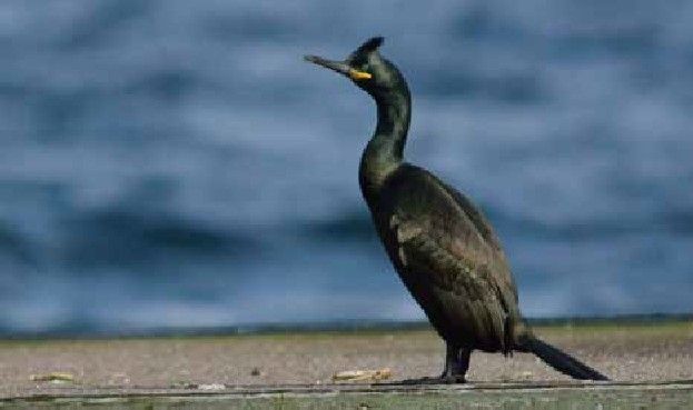 Cormoran moñudo. Turismo de Galicia