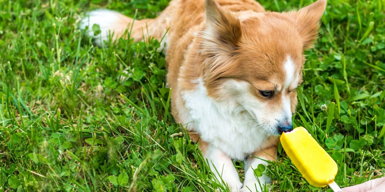 Como hacer que el cachorro no muerda