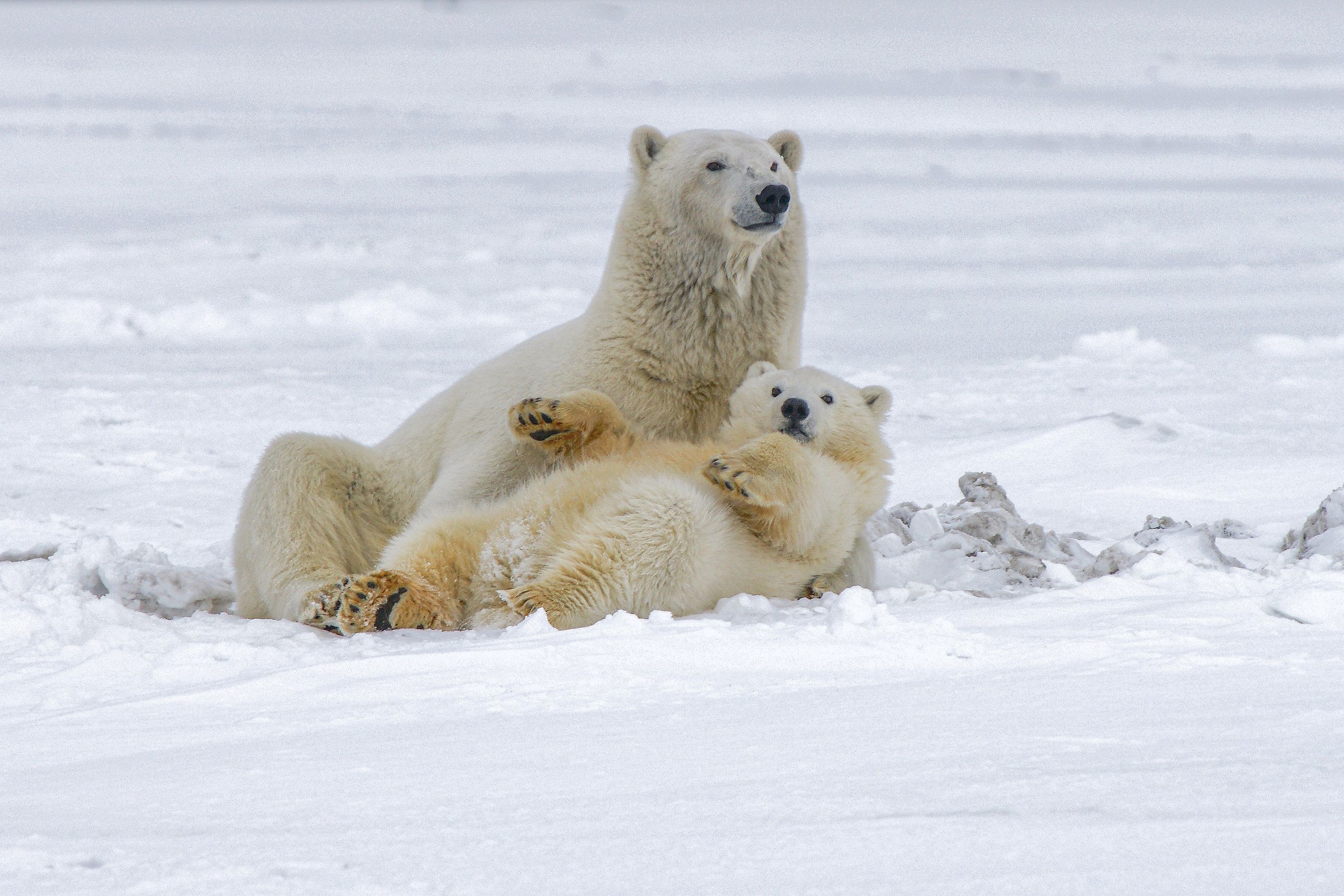 Inventan un tejido que soporta temperaturas árticas imitando la piel del oso polar