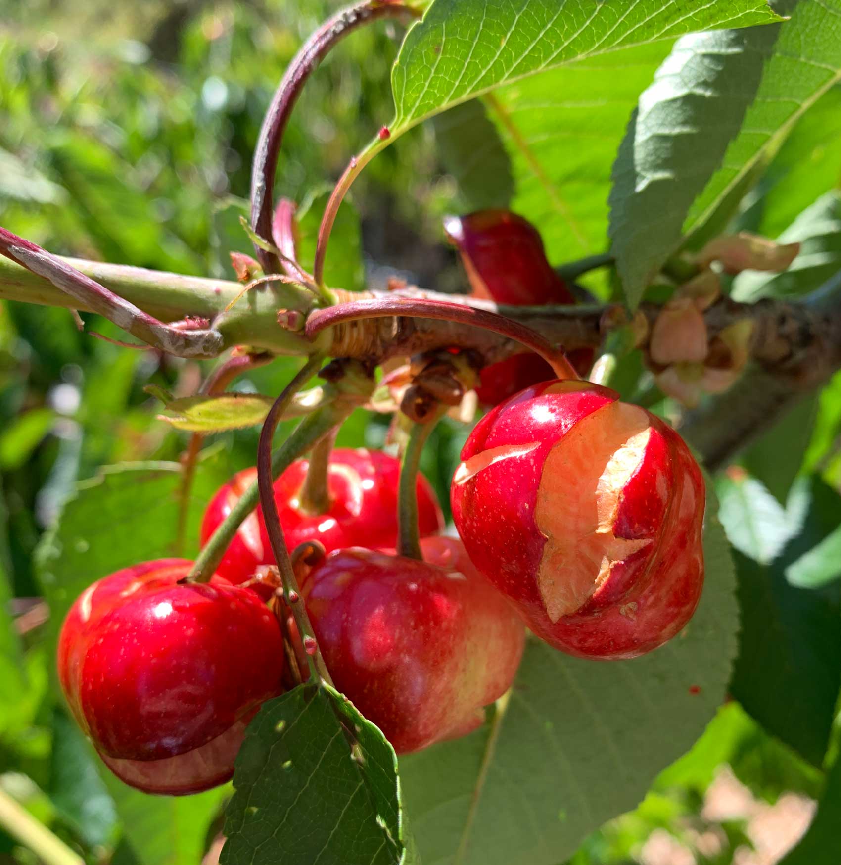 Los agricultores extremeños hablan de "situación catastrófica" para la cereza del norte de Cáceres