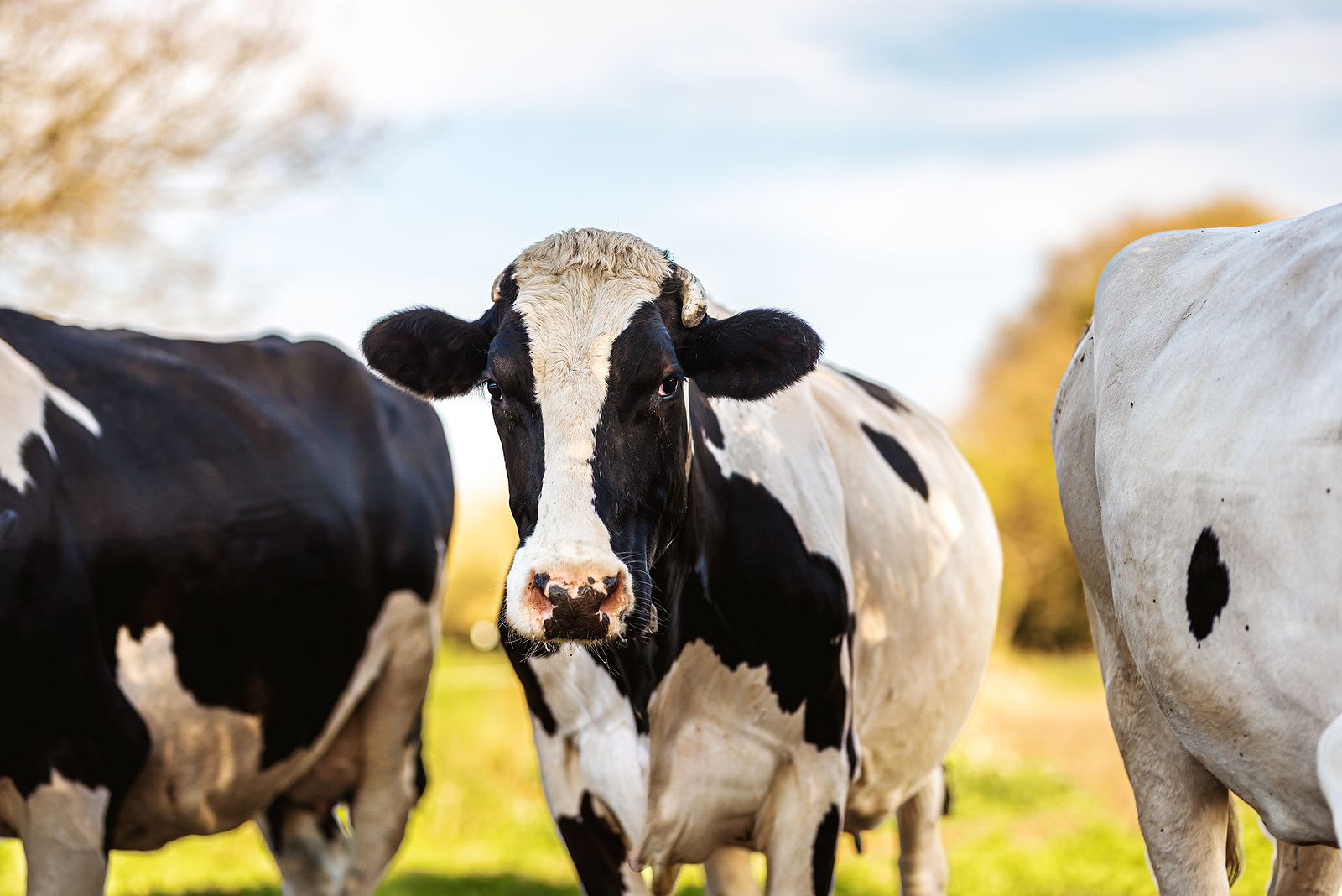 Una granja ofrece 2.000 euros por ser ‘tiktoker’ de vacas