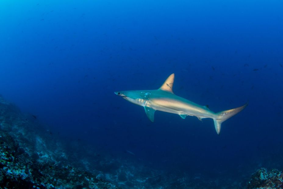Estos son las especies de tiburones que habitan en las costas españolas