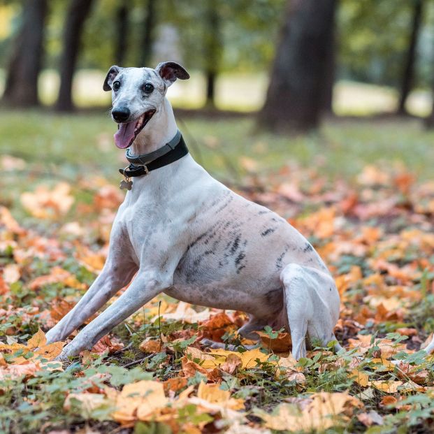 La Real Sociedad Canina de España advierte sobre los riesgos del sol para los perros