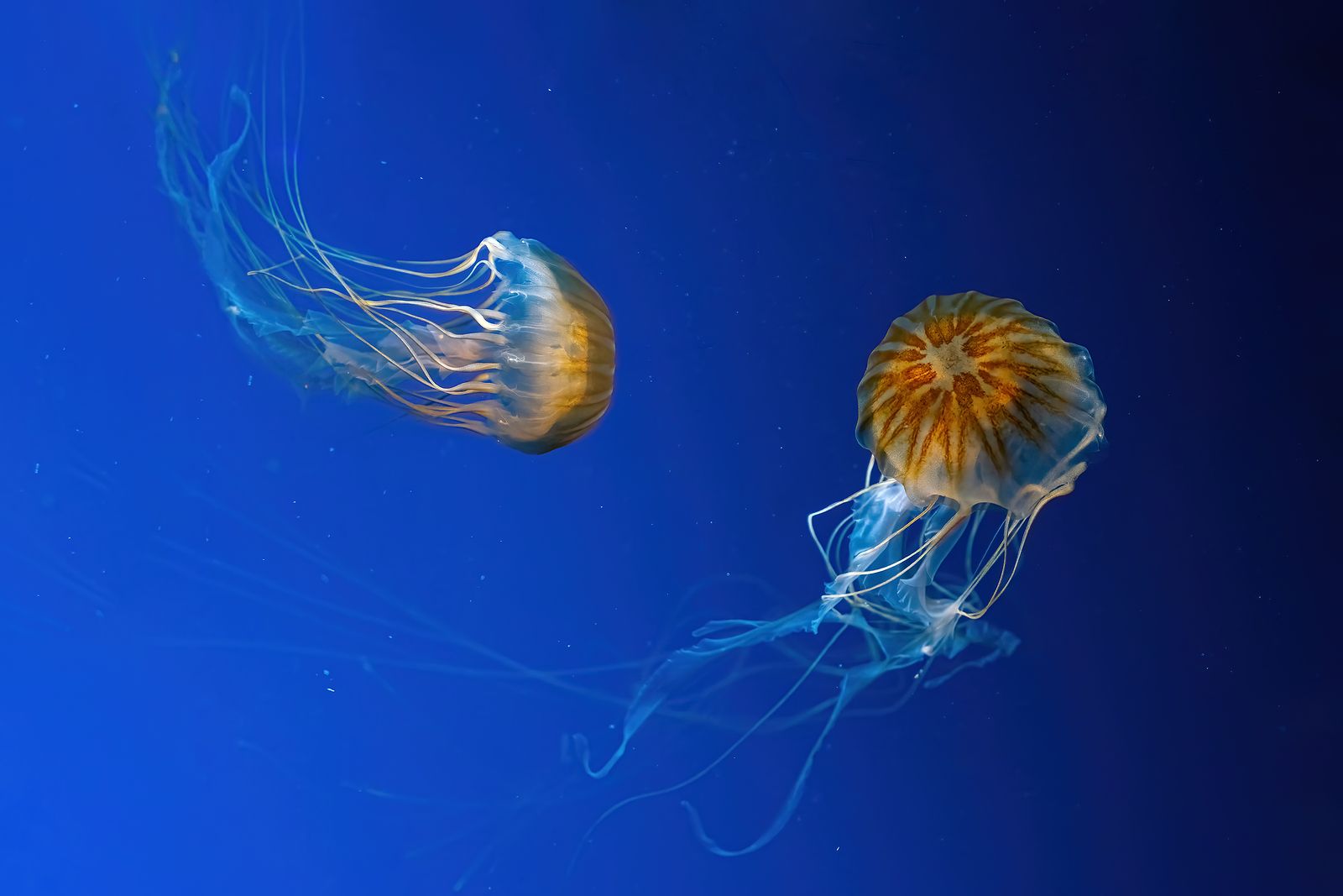 ¿Cómo debemos actuar ante una picadura de medusa?