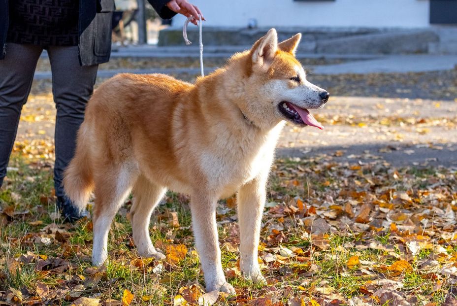 bigstock Akita Dog In The Autumn Park N 478180105