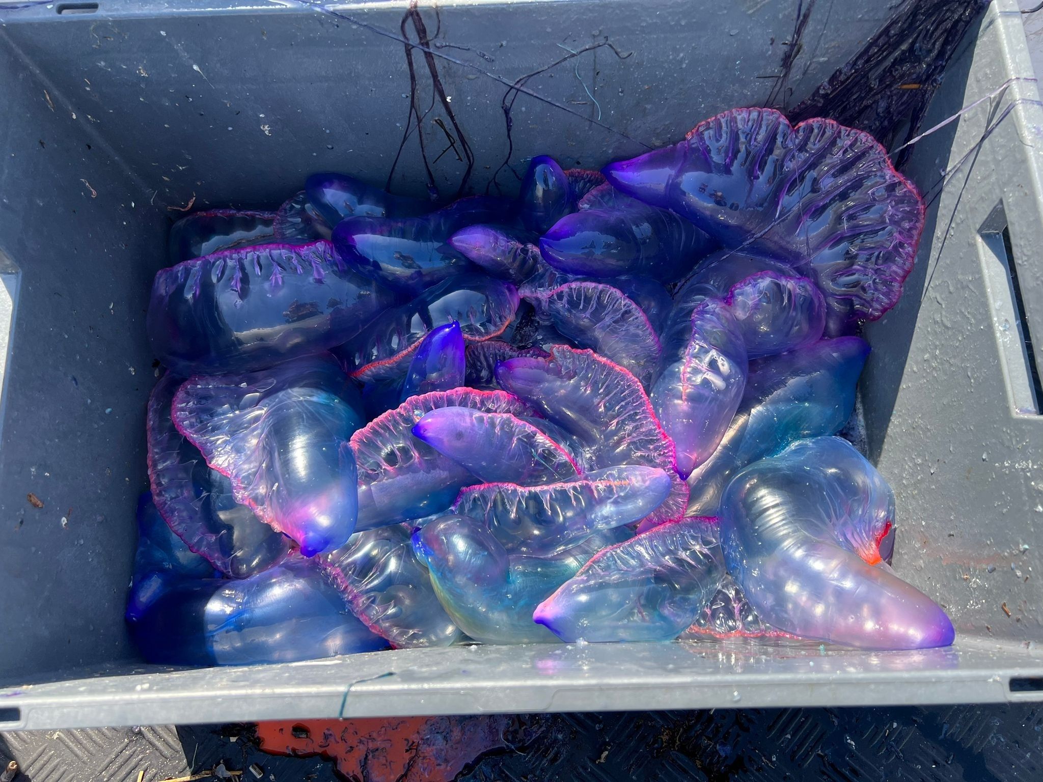 Alerta por la presencia de carabelas portuguesas: "Son unas medusas más peligrosas de lo normal"