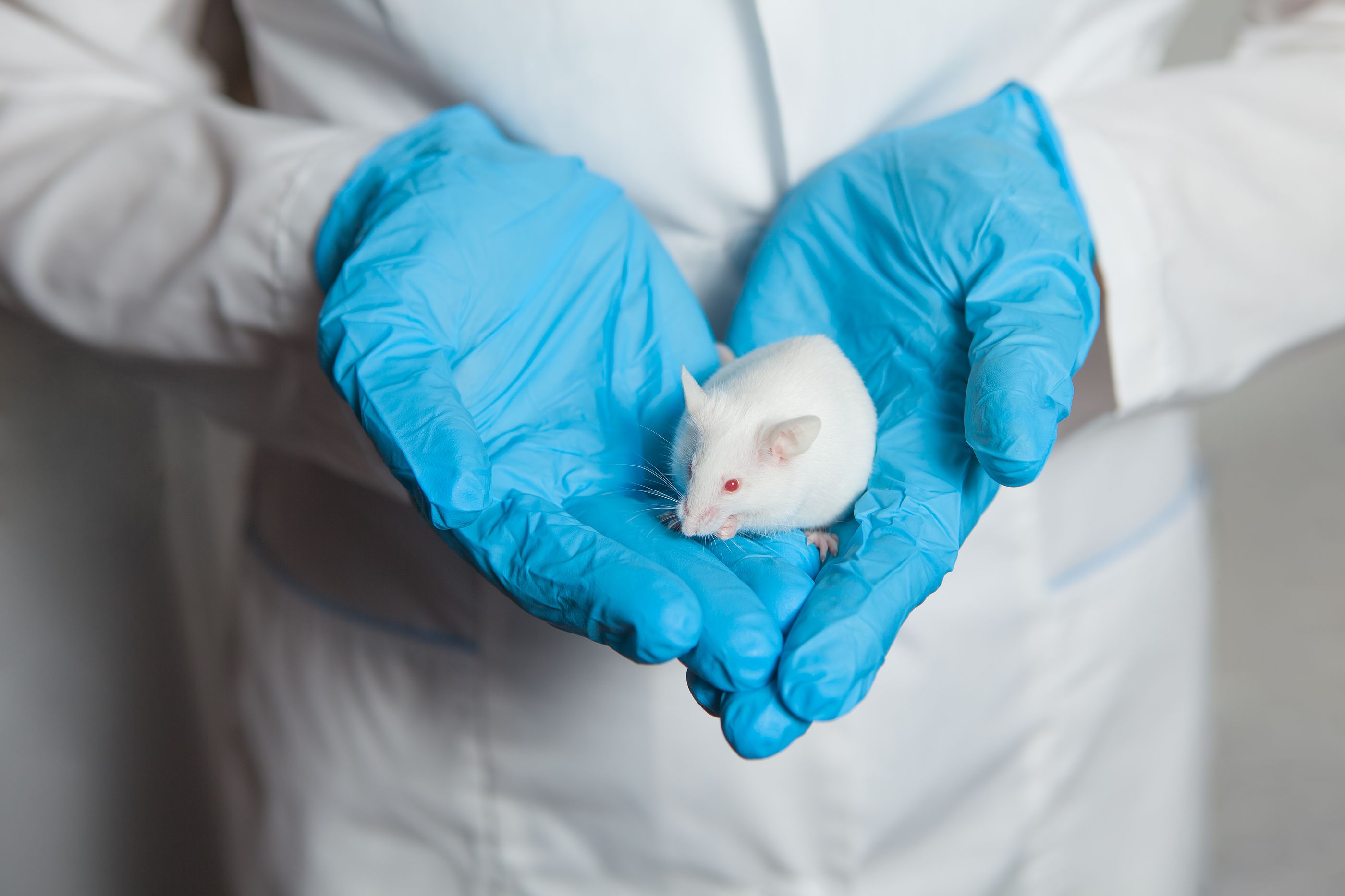 Logran que el gen de la longevidad de ratas topo desnudas prolongue la vida útil de los ratones