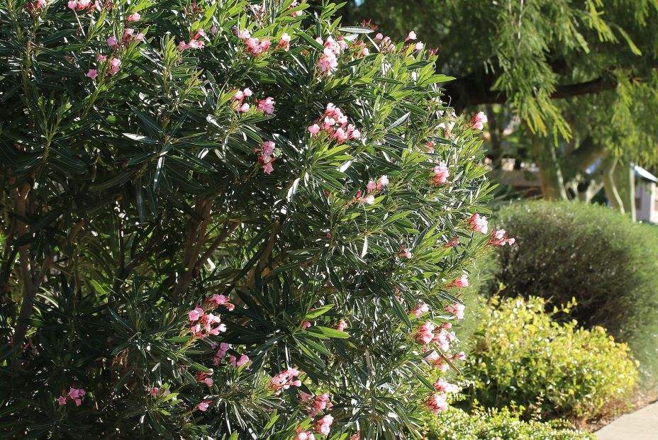 bigstock Decorative Oleander With Pink  469126463