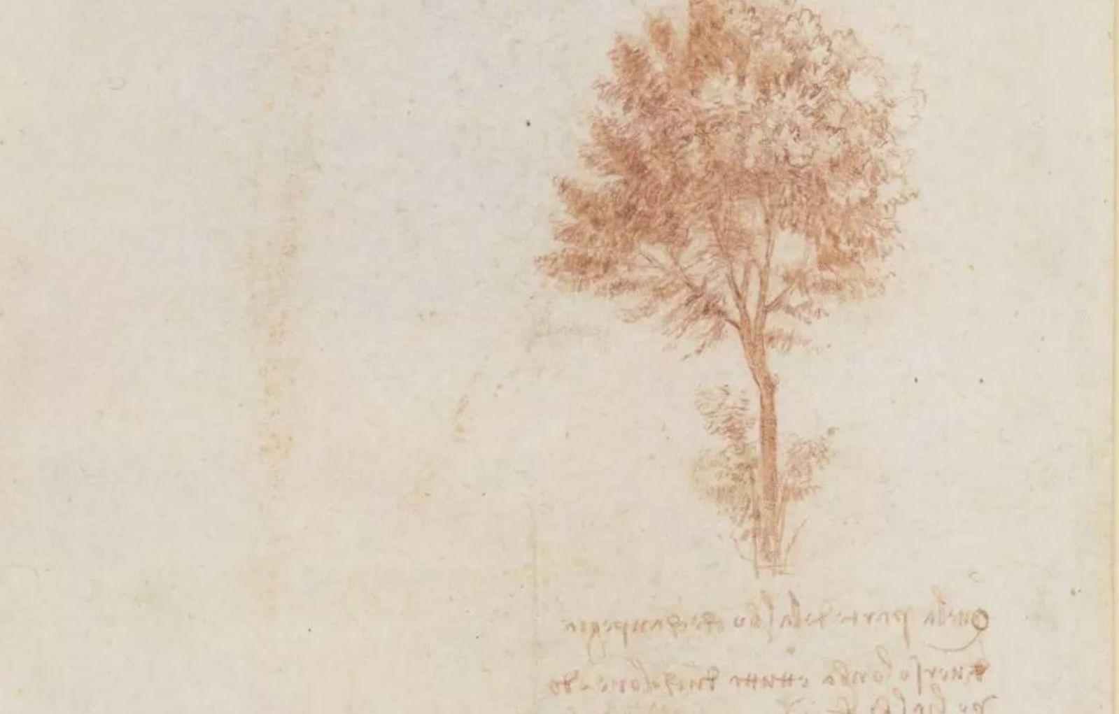 Científicos contradicen la 'regla de los árboles' de Leonardo da Vinci