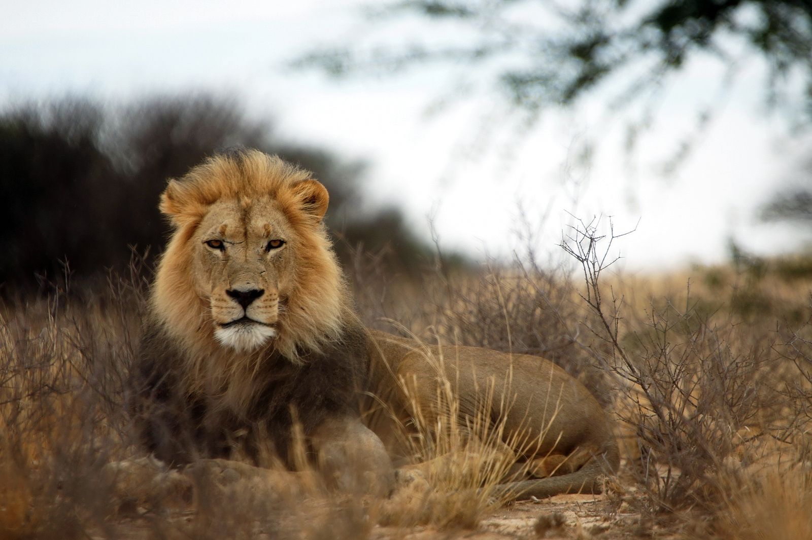 Los mamíferos de la sabana temen más la voz humana que el rugido del león