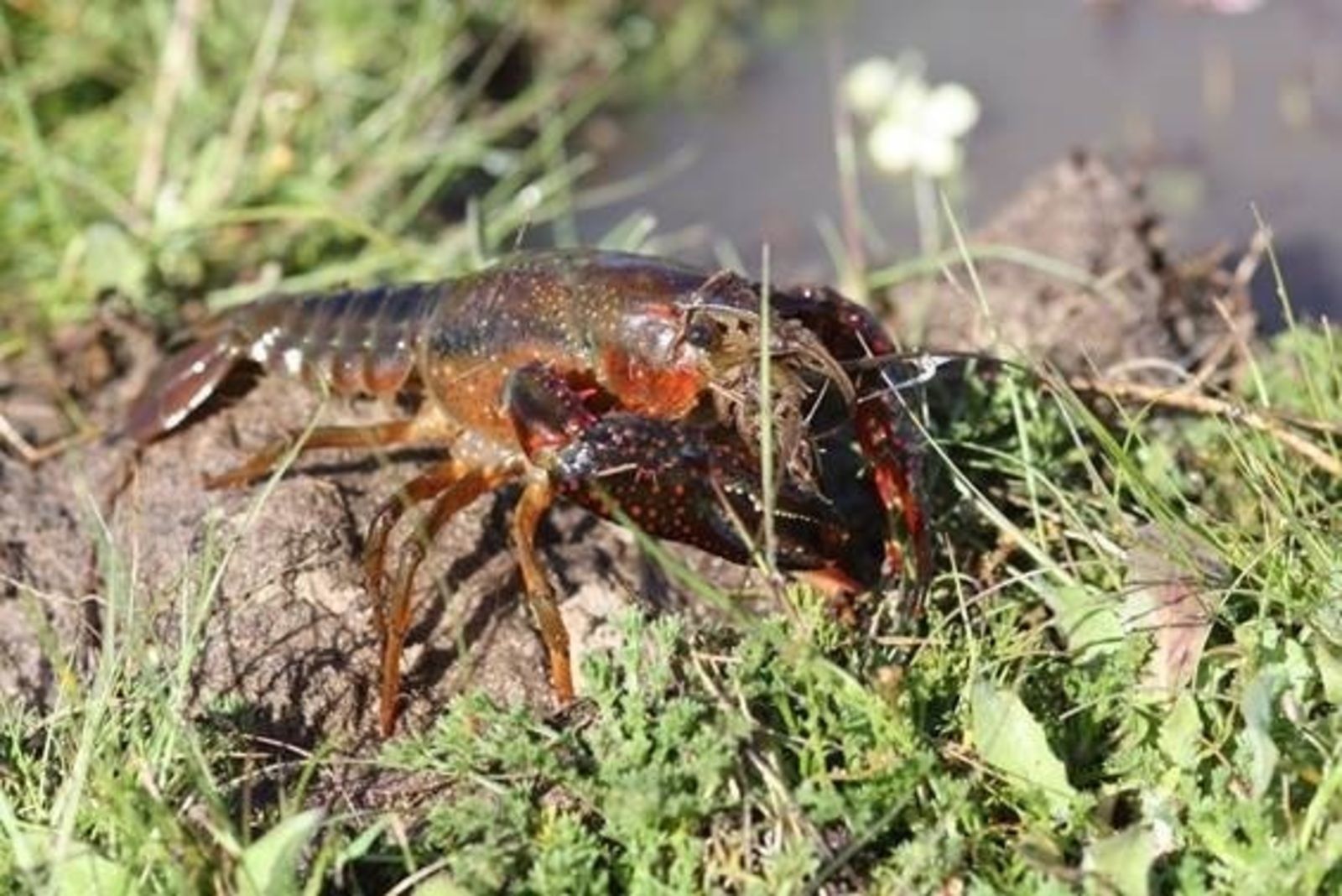 Dos especies de cangrejo americano ocupan los ríos de la Península Ibérica