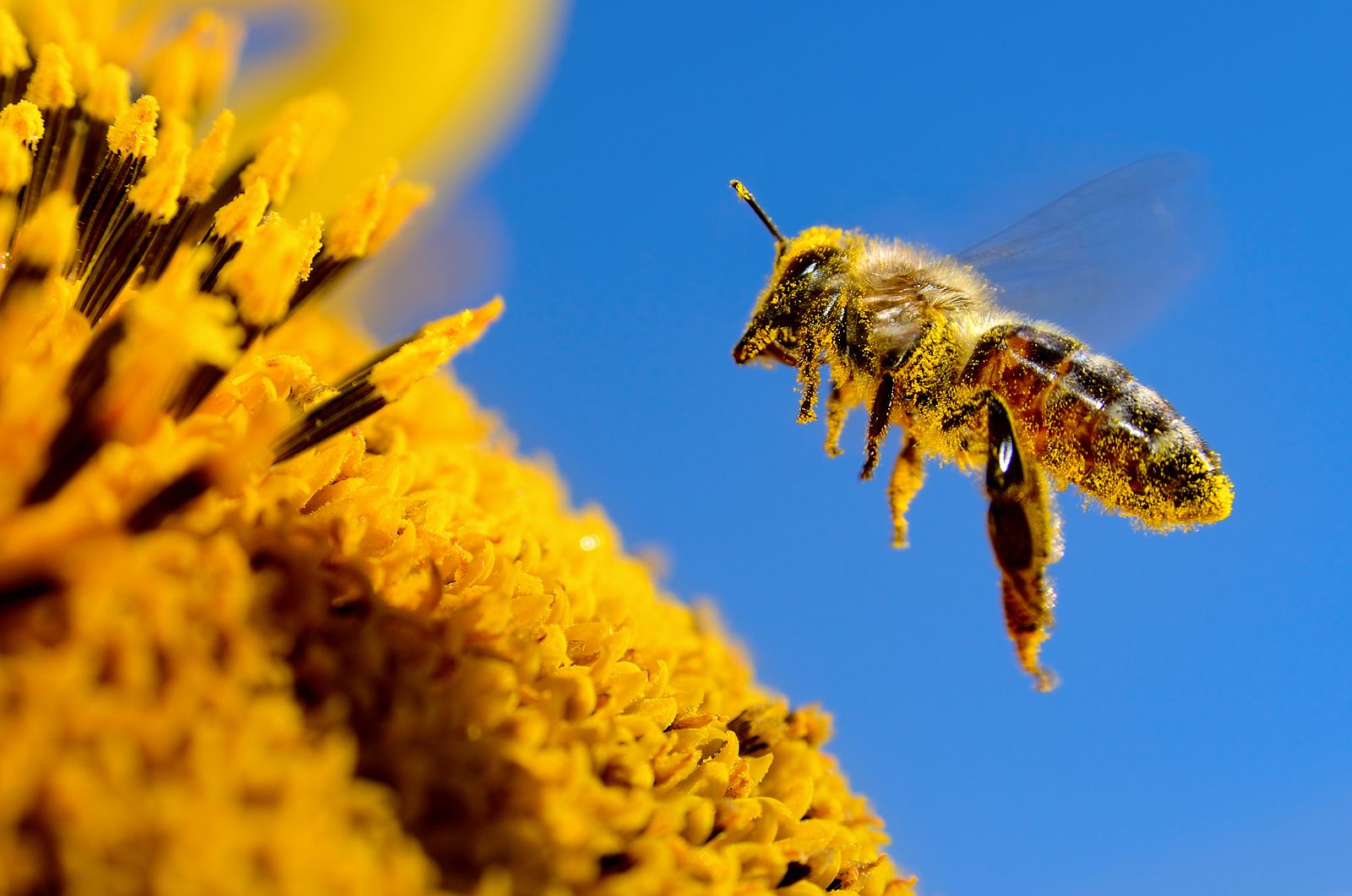 Las abejas heredan un comportamiento altruista de sus madres