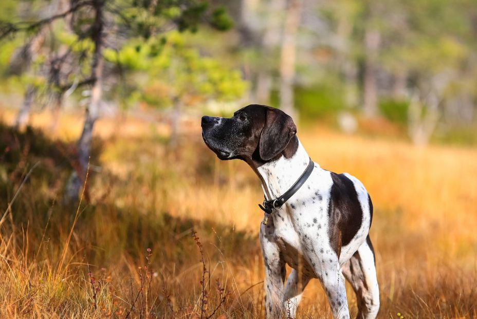 Lo más emotivo que verás: el perro que nunca abandonó a su dueño fallecido hasta que lo encontraron