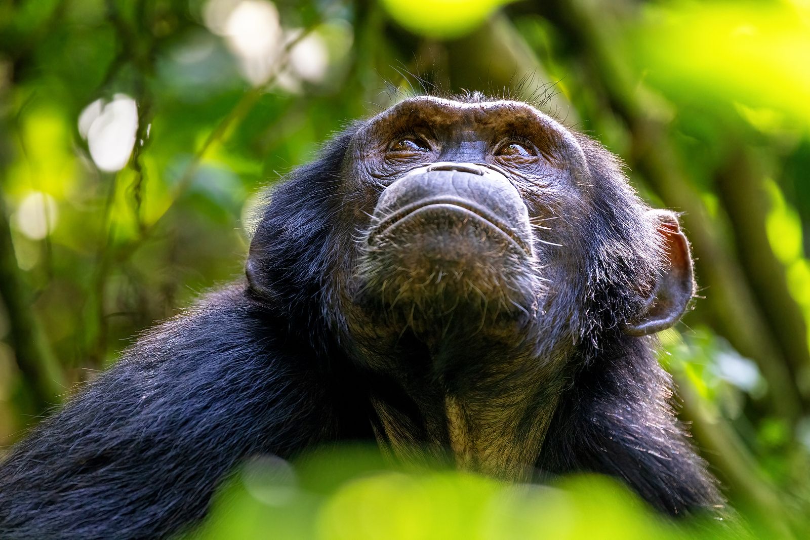 Descubren que las chimpancés tienen la menopausia y el proceso es similar a las mujeres