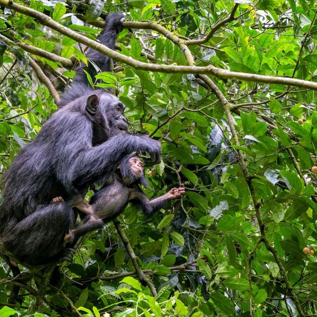 Los chimpancés salvajes de Uganda presentan evidencias de menopausia 