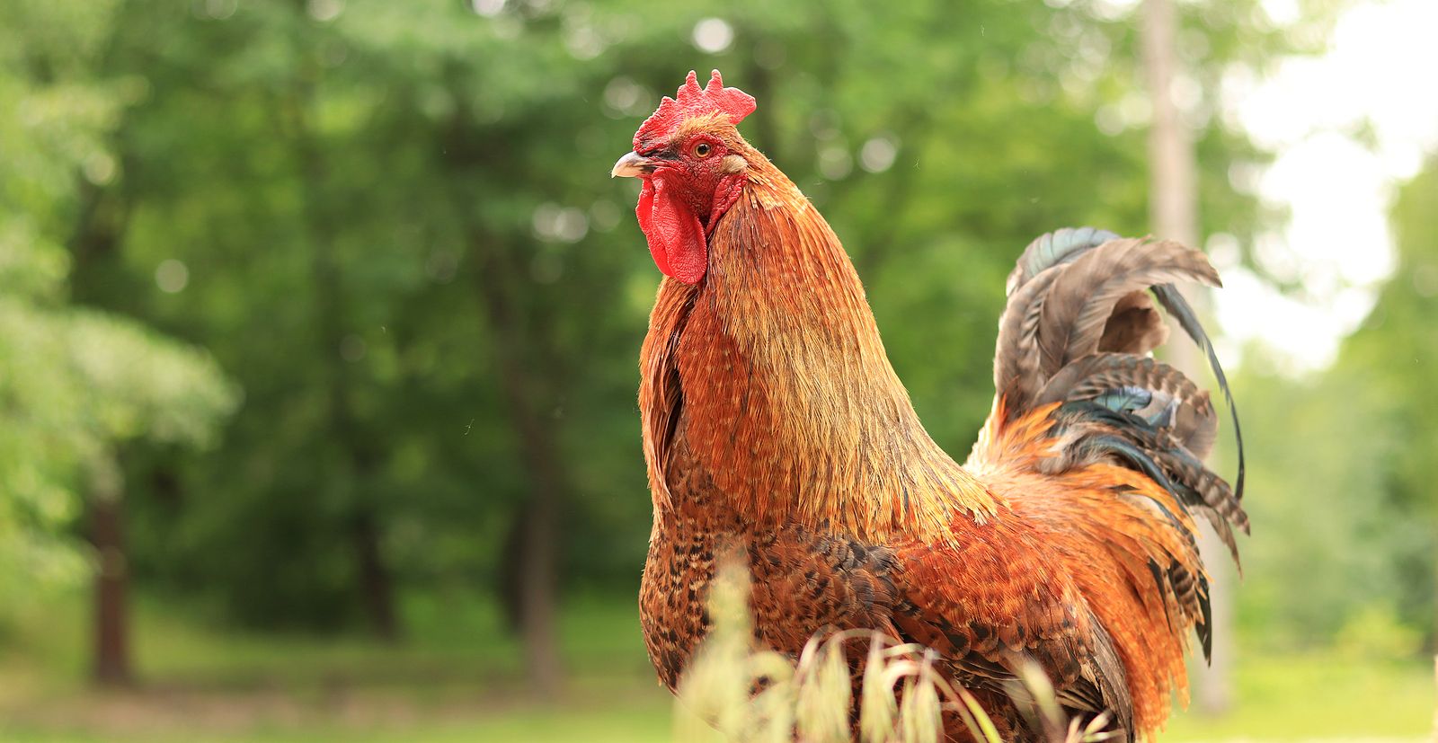 Los gallos son capaces de reconocerse a sí mismos en el espejo