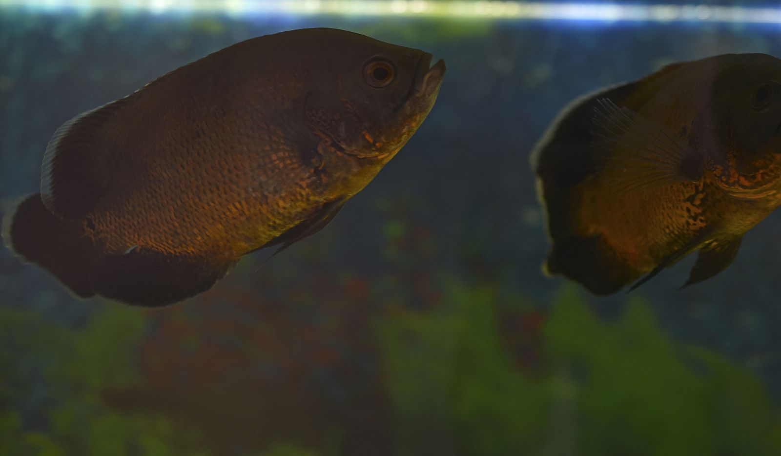 El tesoro escondido sobre la longevidad: descubren tres especies de peces que viven más de 100 años