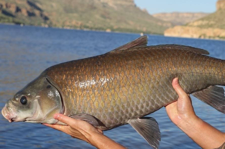 El tesoro escondido sobre la longevidad: descubren tres especies de peces que viven más de 100 años