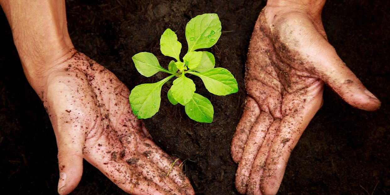 Debes plantar un árbol, una vez en la vida