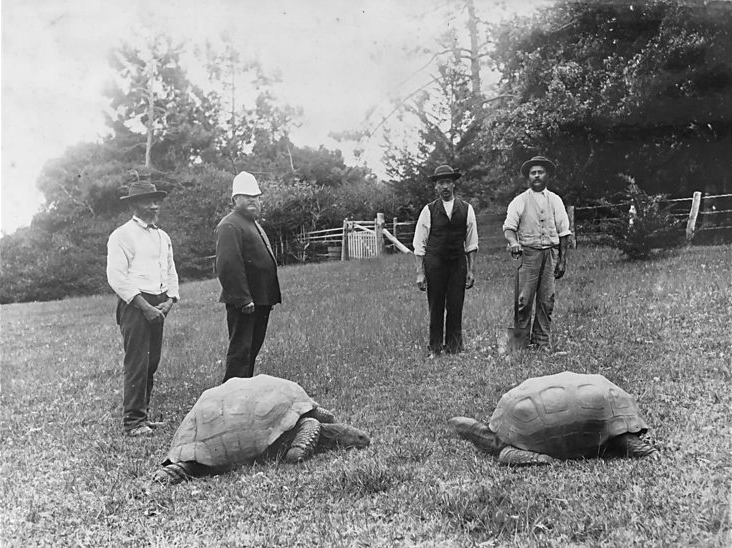 El animal más longevo del mundo, la tortuga Jonathan, cumple 191 años