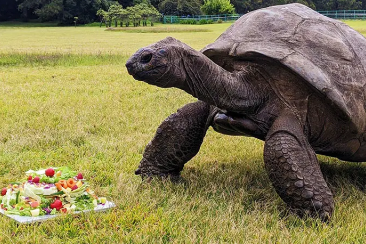 La tortuga Jonathan, con 191 años, es el animal más longevo del mundo