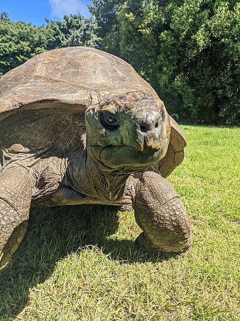 El animal más longevo del mundo, la tortuga Jonathan, cumple 191 años