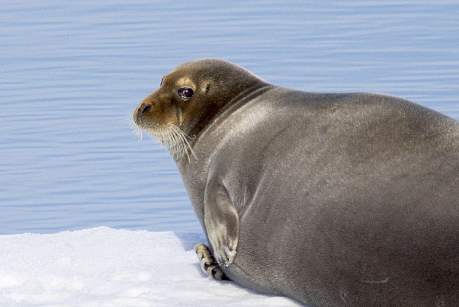 Las focas en el Ártico conservan calor gracias a sus complejos conductos nasales