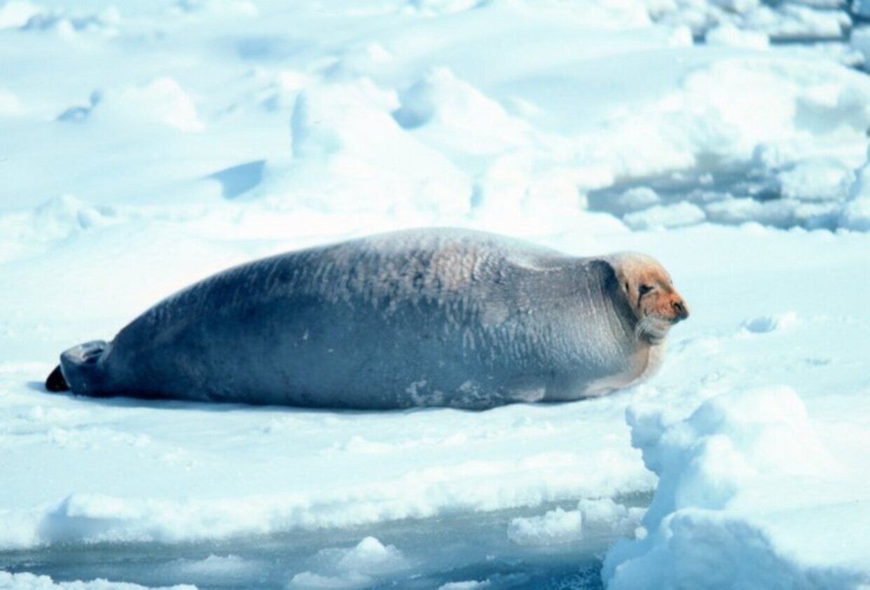 Las focas se mantienen calientes e hidratadas en el Ártico por sus conductos nasales 