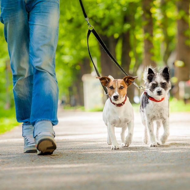 Los Veterinarios piden no regalar un animal en Navidad si se ignoran las obligaciones